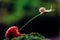 Little snail climbed a cherry