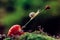 Little snail climbed a cherry with ledybug