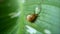 Little snail climbing on green leaf to the water droplet, breaking water droplet and drinking slowly