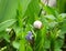 Little Snail Climbing on a Vibrant Green Color leaf of Grape Hyacinth Flower Field