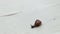 Little snail crawling on a wooden board in macro photography blurred background