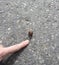 Little snail creeps along the road