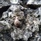 Little snail on the damp stone