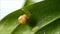 Little snail eating sliced cucumber slowly on the green leaf