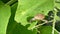 Little Snail Enjoy Eating Green Leaf, Countryside of Thailand