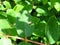 Little snail on green honeysuckle leaf. Concept of ecology, Animal, save earth. wildlife, summer season