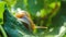 Little snail on a green leaf