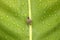 Little snail on green leaf
