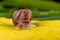 Little snail on a green leaf. A mollusk with a small house on the back