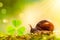 Little snail and green shamrock leaf in sun ray on forest background. Beautiful macro nature landscape