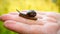 Little snail sits on a large snail shell. they are crawling on a man\'s hand. snails family,