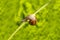 Little snail sitting on the dandelion stem