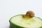 Little snail with spiral shell is eating piece of juicy cucumber. Domestic animal