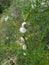 Little snails hanging on a green stem