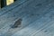 Little snowbird eyeing some birdseed on the deck floor