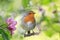 Little songbird, the robin, sits on a branch of a blooming pink apple tree in a sunny spring garden