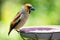 Little songbird sitting on a bird feeder. Hawfinch  Coccothraustes coccothraustes