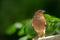 Little songbird sitting on a branch. Common Chaffinch Fringilla coelebs