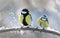 Little songbirds sitting on branch with snow. The blue tit  Parus caeruleus  and great tit Parus major