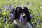 Little Spaniel chilling in the flowers