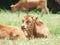 Little spanish calve lay in pasture