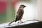 Little sparrow bird, sit on balcony wooden fance. Wild life outside
