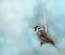 Little sparrow bird in winter