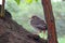 Little sparrow chick