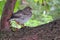 Little sparrow chick