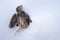 The little sparrow chick fell out of the nest and died. White background