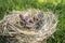 Little Sparrow chick sits in nest in summer Sunny garden waiting for parents