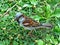 Little sparrow on greeen grass.