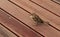 Little sparrow in the home terrace.