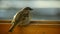 Little sparrow pecks bread crumbs in the window, close-up, macro photography