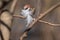 The little sparrow sits on a branch and holds a huge light feather in its beak and is preparing to make a nest. Brown bird and