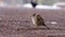 Little sparrow sitting on the ground close-up, eye-level, profile shot