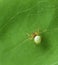 Little spider walking green leaf in blurry background, wild nature