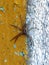 Little spider on wall of house, insect, wildlife. Close-up. Wall of old building with cracked yellow and gray paint