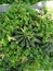 Little spiky green cactus in a cooled green garden. Natural