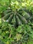 Little spiky green cactus in a cooled indoor garden. Green natural ackground