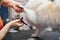 little spitz at grooming procedure, get hair cut by professional groomer in salon