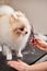 little spitz puppy don't afraid of grooming procedures in salon by professionals