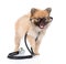 Little spitz puppy standing with a stethoscope on his neck. isolated