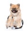 Little spitz puppy with a stethoscope on his neck. isolated