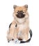 Little spitz puppy with a stethoscope on his neck on white