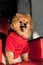 Little Spitz is sitting on a red armchair in a red sweater with an open mouth and a protruding tongue.