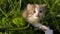 A little spotted black ginger white kitten meows and walks across the grass towards the camera