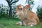 Little spotted calf lying on the grass.