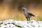 Little spotted nutcracker standing on grass in winter.