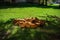 Little spotted piglets lie on the grass on a Sunny day